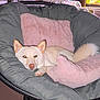 dog, white_dog, indoor, papasan_chair, pink_cushion, cozy, pet, fur, animal, relaxing, home_interior, furniture, plant, tail, ear, snout, paw, couch, living_room, comfort