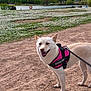 dog, canine, pet, harness, leash, outdoor, nature, field, flowers, path, lake, trees, greenery, summer, walking, animal, park, smiling, fur, mammal