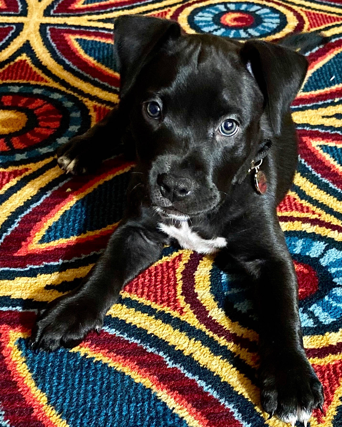 Vader is registered to the contest to win money with this photo: american_pit_bull_terrier, cane_corso, canidae, carnivore, dog, dog_breed, guard_dog, mammal, non_sporting_group, patterdale_terrier, snout, sporting_group