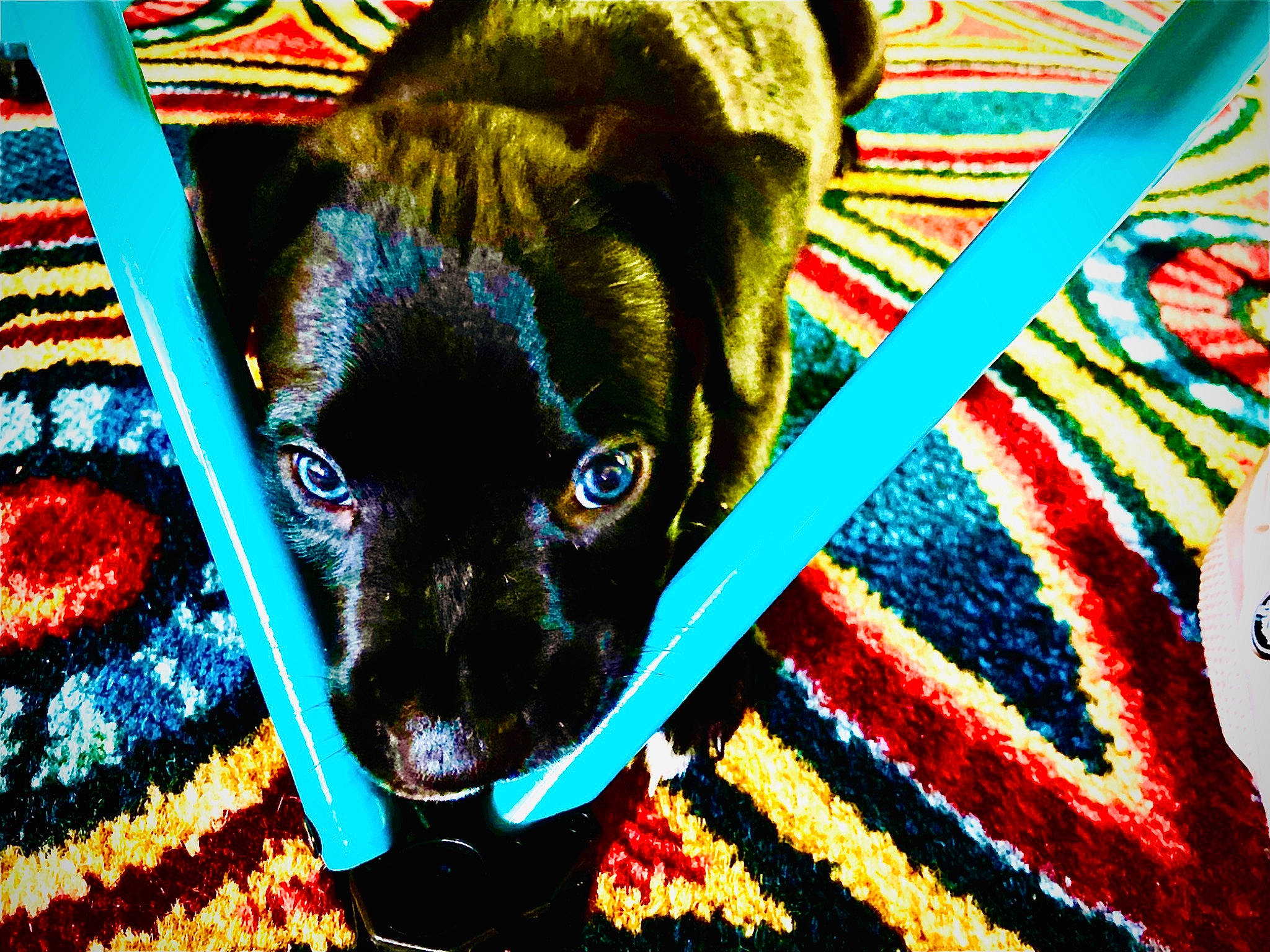 Vader is registered to the contest to win money with this photo: canidae, carnivore, dog, dog_breed, fawn, pug, puggle, puppy, snout, sporting_group, toy_dog