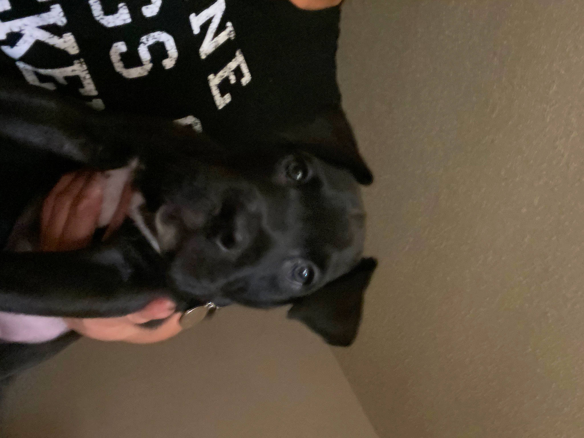 Vader joined the competition — help win amazing prizes! american_pit_bull_terrier, canidae, carnivore, dog, dog_breed, fawn, non_sporting_group, snout, sporting_group, staffordshire_bull_terrier