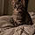 Oliver