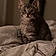Oliver