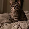 kitten, tabby, cat, pet, animal, feline, indoor, cozy, blanket, bed, curious, young, small, fur, whiskers, ears, sitting, looking, portrait, soft_light