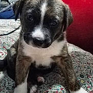 Baby Girl is registered to the contest to win money with this photo: bedroom, blanket, brindle, close_up, cute, dog, ears, eyes, fan, fur, indoor, nose, patterned_bedspread, paws, pet, puppy, red_wall, sitting, whiskers, white_marking