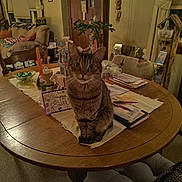 Tigger is registered to the contest to win money with this photo: candle, card, cat, chair, cozy, curtains, cushion, decor, dining_room, door, houseplant, indoor, living_room, papers, pen, plant, sofa, tabby_cat, table, wooden_furniture