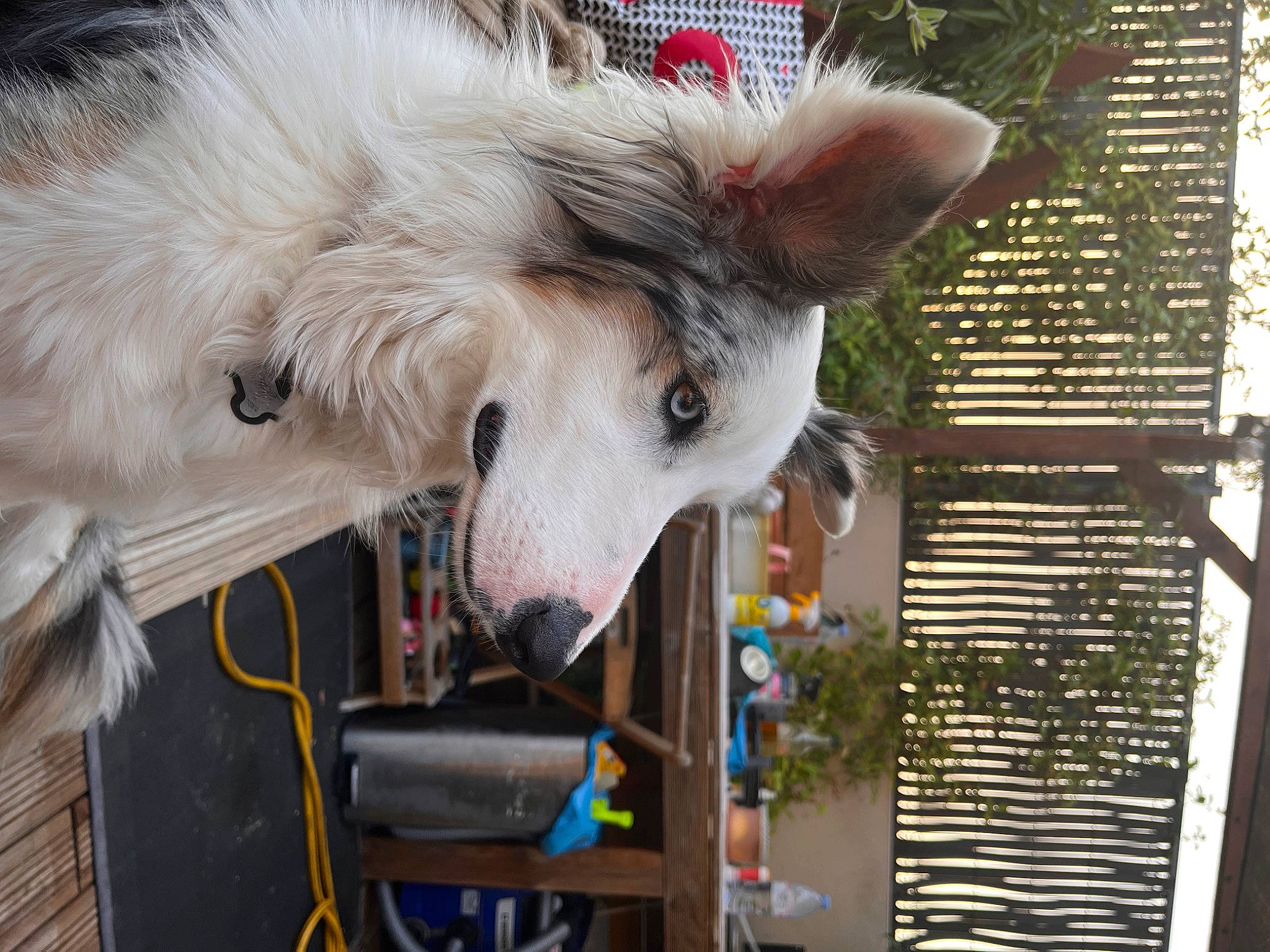 Fantôme a rejoint le concours — aidez-le/la à gagner de superbes lots ! canidae, canis, carnivore, collar, companion_dog, dog, dog_breed, event, fang, fur, snout, sporting_group, whiskers