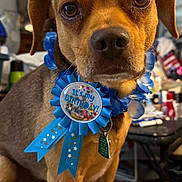 Shadow is registered to the contest to win money with this photo: dog, brown_dog, birthday_ribbon, blue_ribbon, indoor, close_up, pet, animal, collar, tag, celebration, face, ears, fur, looking_at_camera, canine, domestic_animal, portrait, cute, friendly