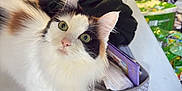 Pretzel joined the competition — help win amazing prizes! cat, calico_cat, green_eyes, fluffy_fur, staircase, indoor, household_items, storage_basket, clothing, curious, pet, animal, white_fur, black_fur, orange_fur, looking_up, domestic, feline, whiskers, ears