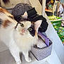 cat, calico_cat, green_eyes, fluffy_fur, staircase, indoor, household_items, storage_basket, clothing, curious, pet, animal, white_fur, black_fur, orange_fur, looking_up, domestic, feline, whiskers, ears