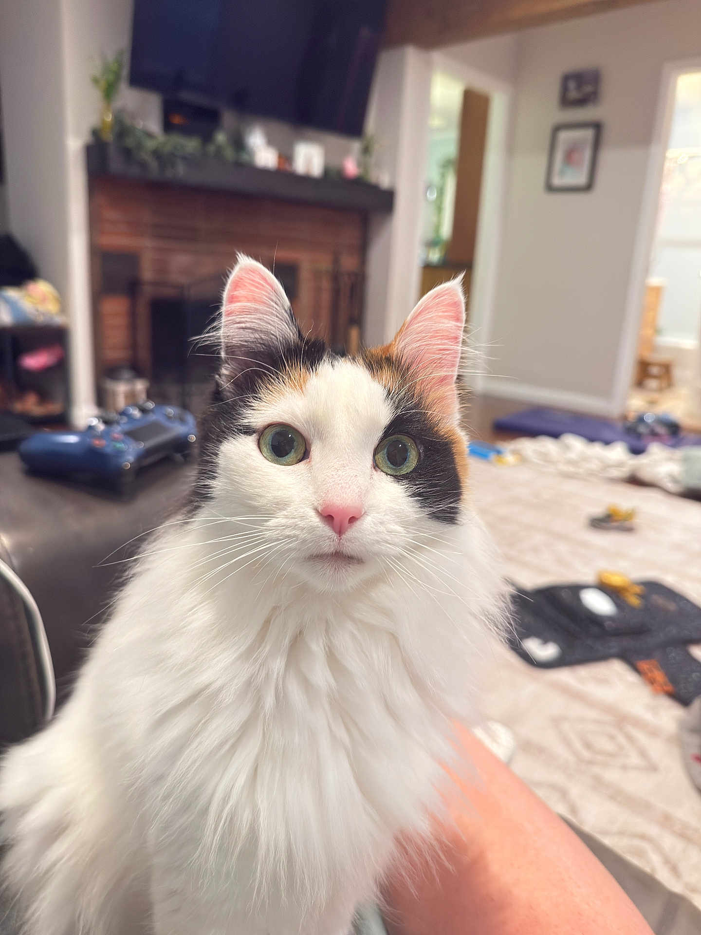Pretzel joined the competition — help win amazing prizes! cat, calico, fluffy, indoor, living_room, pet, fur, eyes, pink_nose, whiskers, fireplace, television, couch, carpet, furniture, home, curious, close_up, animal, domestic