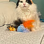 Pretzel is registered to the contest to win money with this photo: cat, calico_cat, fluffy_fur, bed, bedspread, toy, feather_toy, plush_toy, giraffe_plush, indoor, pet, green_eyes, curious, feline, whiskers, pink_nose, soft_fur, domestic_animal, cute, resting