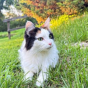 Pretzel joined the competition — help win amazing prizes! cat, calico, fluffy, grass, outdoor, nature, greenery, sunlight, fence, animal, pet, mammal, whiskers, ears, nose, fur, relaxed, daylight, closeup, portrait