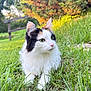 cat, calico, fluffy, grass, outdoor, nature, greenery, sunlight, fence, animal, pet, mammal, whiskers, ears, nose, fur, relaxed, daylight, closeup, portrait