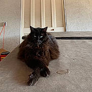 Babba is registered to the contest to win money with this photo: cat, black_cat, fluffy, lounging, tabletop, crossed_paws, indoor, household_items, mop, wall, door, closed_door, fur, pet, animal, relaxed, domestic, texture, feline, resting