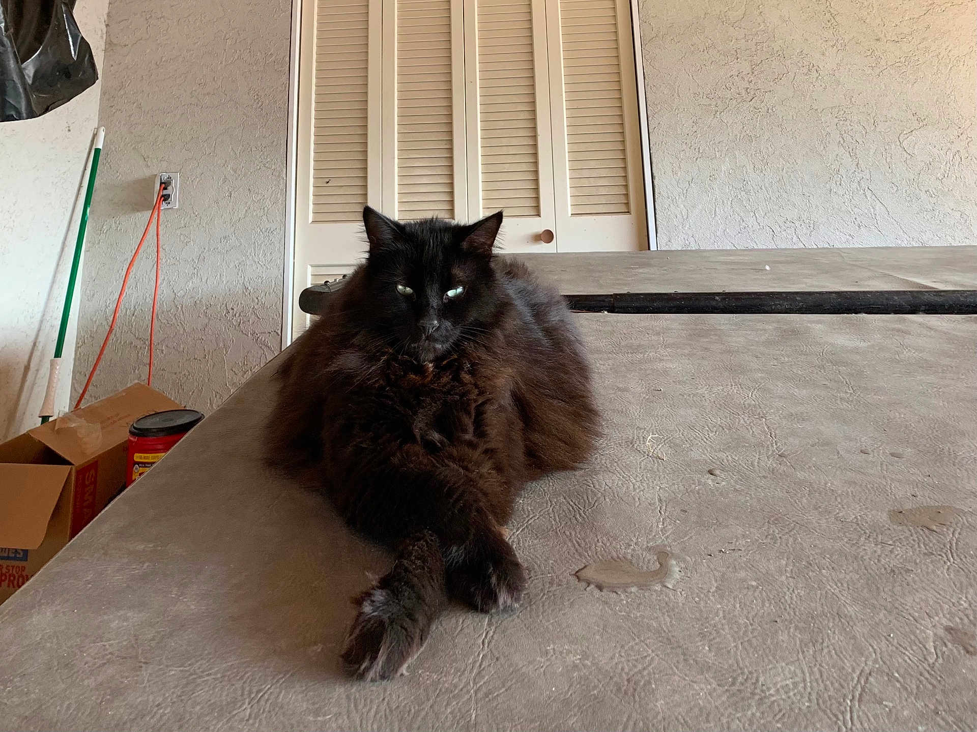 Babba is registered to the contest to win money with this photo: cat, black_cat, fluffy, lounging, tabletop, crossed_paws, indoor, household_items, mop, wall, door, closed_door, fur, pet, animal, relaxed, domestic, texture, feline, resting