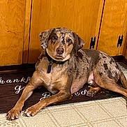 Luke joined the competition — help win amazing prizes! dog, mottled_coat, pet, indoor, floor, mat, wooden_cabinet, collar, relaxed, looking_at_camera, brown, tan, black, ears, paws, canine, domestic_animal, home, quiet, resting