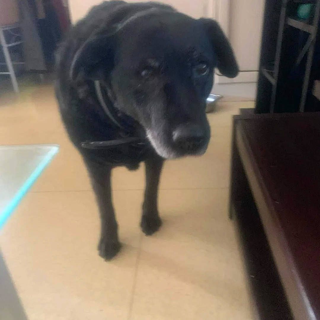 Skÿna participe au concours pour gagner de l'argent avec cette photo : borador, canidae, carnivore, companion_dog, dog, dog_breed, dog_collar, flooring, fur, guard_dog, gun_dog, hardwood, liver, pet_supply, retriever, snout, tail, terrestrial_animal, whiskers, working_animal