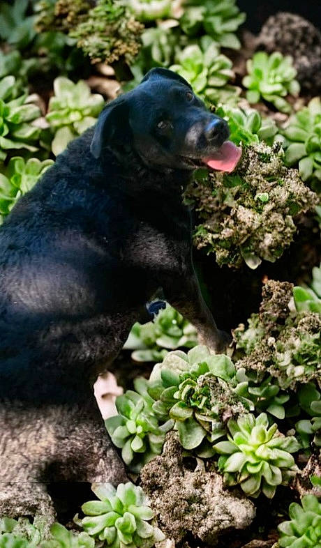 Skÿna a rejoint le concours — aidez-le/la à gagner de superbes lots ! annual_plant, botany, carnivore, dog_breed, flowerpot, fur, garden, grass, groundcover, herb, herbaceous_plant, houseplant, organism, plant, shrub, soil, sporting_group, terrestrial_animal, terrestrial_plant, wildlife