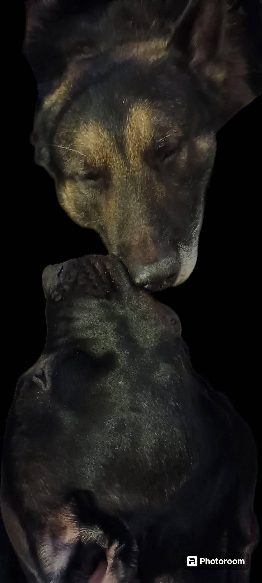 Skÿna participe au concours pour gagner de l'argent avec cette photo : art, artifact, carnivore, chest, classical_sculpture, darkness, dog, dog_breed, flash_photography, flesh, fur, jaw, monochrome, monochrome_photography, sculpture, snout, statue, visual_arts, whiskers, working_animal