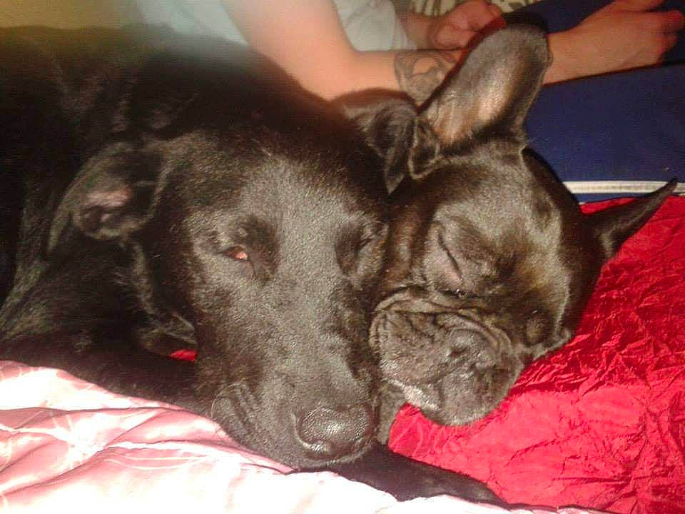 Skÿna a rejoint le concours — aidez-le/la à gagner de superbes lots ! canidae, carnivore, collar, comfort, companion_dog, dog, dog_breed, ear, fawn, fur, guard_dog, liver, nap, non_sporting_group, snout, sporting_group, whiskers, working_animal, wrinkle, wrist