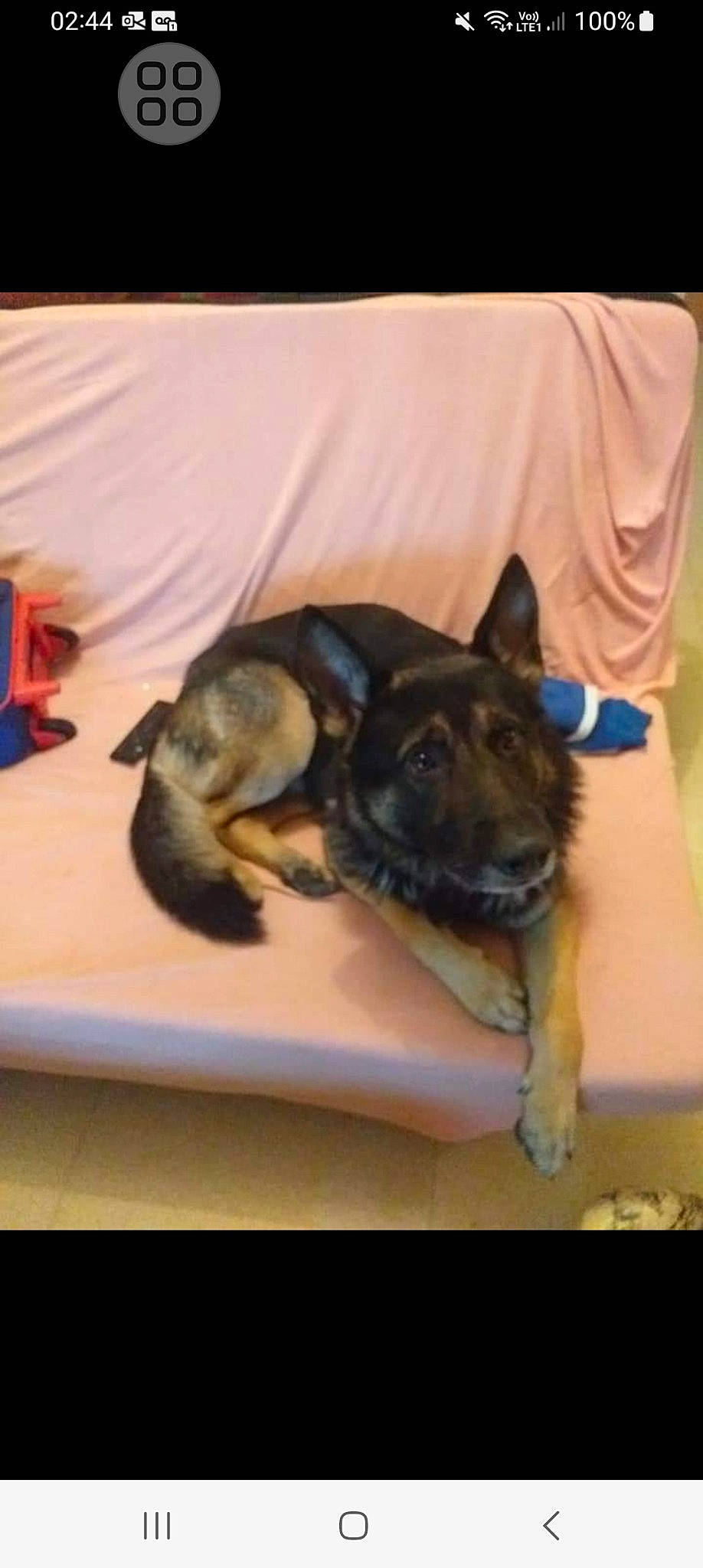 Lasko a rejoint le concours — aidez-le/la à gagner de superbes lots ! canidae, carnivore, comfort, companion_dog, dog, dog_breed, ear, east_european_shepherd, fawn, fur, german_shepherd_dog, guard_dog, herding_dog, king_shepherd, old_german_shepherd_dog, paw, sporting_group, toy_dog, working_animal, working_dog