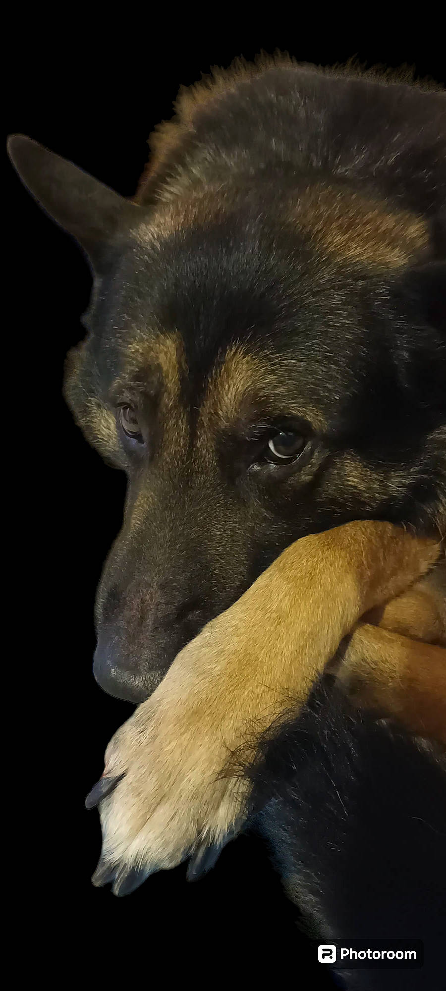 Lasko participe au concours pour gagner de l'argent avec cette photo : canidae, carnivore, companion_dog, darkness, dog, dog_breed, ear, fur, german_shepherd_dog, guard_dog, snout, sporting_group, street_dog, terrestrial_animal, tints_and_shades, whiskers, working_animal, working_dog