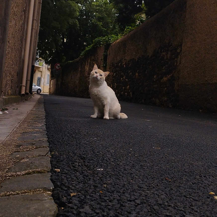 Tipex participe au concours pour gagner de l'argent avec cette photo : alley, animal, bird, car, cat, city, cobblestone, flagstone, gravel, path, pet, road, sidewalk, slate, street, tarmac, transportation, urban, vehicle, walkway