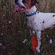 Loki a rejoint le concours — aidez-le/la à gagner de superbes lots ! accessories, animal, boxer, bulldog, canine, collar, dalmatian, dog, field, flower, grass, grassland, hound, nature, outdoors, pet, pitbull, plant, pointer, strap
