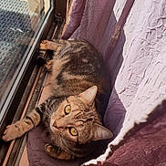 Chance participe au concours pour gagner de l'argent avec cette photo : carnivoran, cat, cat_like_mammal, fauna, fur, kitten, mammal, small_to_medium_sized_cats, snapshot, snout, tabby_cat, whiskers