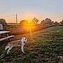 Lola a rejoint le concours — aidez-le/la à gagner de superbes lots ! dog, sunset, grass, outdoor, nature, sky, tree, leash, bench, hill, sun, field, pet, animal, walking, landscape, park, light, evening, suburb