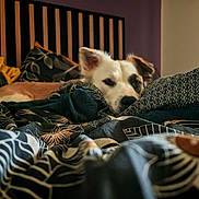 Lola participe au concours pour gagner de l'argent avec cette photo : animal, bed, blanket, brown, comfort, cozy, dog, fabric, fur, headboard, home, indoor, pattern, pet, pillow, relaxation, resting, sleepy, soft, white