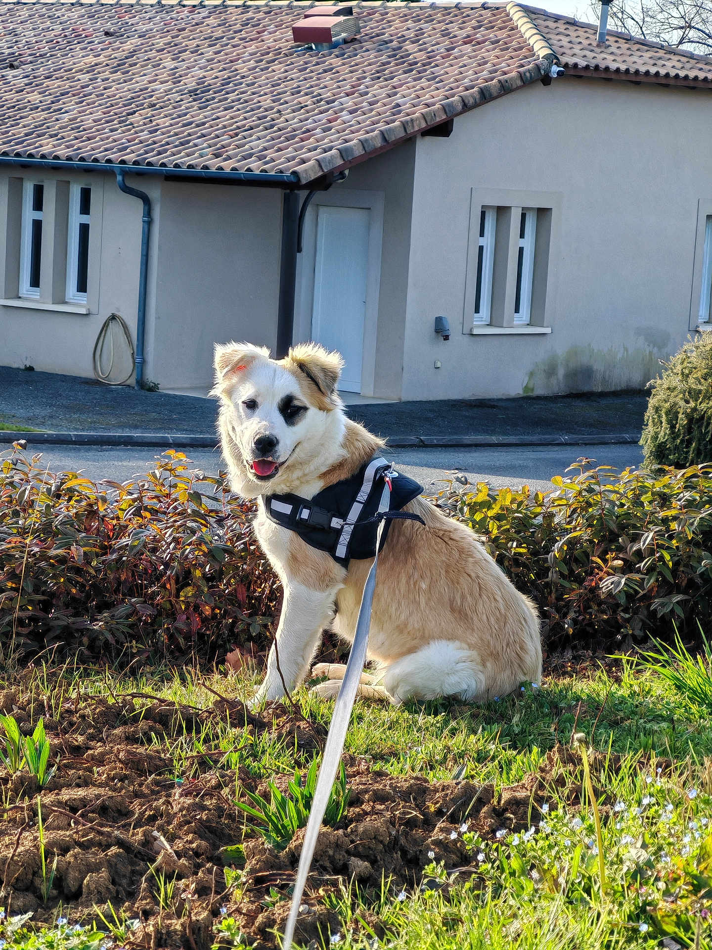 Lola participe au concours pour gagner de l'argent avec cette photo : dog, puppy, outdoor, grass, harness, leash, garden, house, sunlight, bushes, pet, canine, nature, sitting, smiling, daytime, fur, ears, road, window