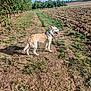 dog, outdoor, field, trees, sky, clouds, grass, path, sunlight, nature, animal, canine, rural, daytime, tongue_out, happy, pet, landscape, summer, walking