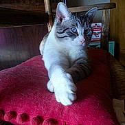 Byboo a rejoint le concours — aidez-le/la à gagner de superbes lots ! aegean_cat, cat, cat_like_mammal, domestic_short_haired_cat, european_shorthair, fur, kitten, paw, small_to_medium_sized_cats, whiskers