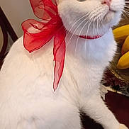 Nalda is registered to the contest to win money with this photo: cat, white_cat, red_bow, indoor, pet, animal, curious, sitting, close_up, feline, domestic_cat, table, fruit_bowl, bananas, cute, portrait, whiskers, ears, fur, looking_up