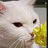 Nalda joined the competition — help win amazing prizes! cat, white_cat, flower, yellow_flower, close_up, pet, animal, whiskers, indoor, curious, face, fur, nose, ears, plant, nature, portrait, soft_light, domestic, cute