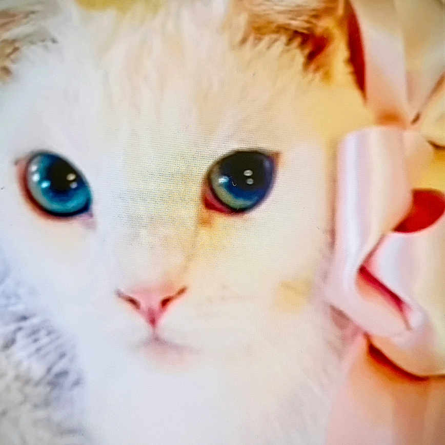 Nalda joined the competition — help win amazing prizes! cat, white_cat, blue_eyes, bow, close_up, portrait, indoor, pet, animal, feline, cute, soft_texture, fur, whiskers, face, pink_bow, domestic, looking, screenshot, phone_interface