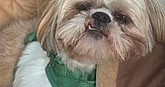Archie is registered to the contest to win money with this photo: dog, shih_tzu, small_dog, fluffy, white_fur, brown_fur, green_harness, underbite, portrait, close_up, indoors, couch, chair, pet, companion_animal, resting, sitting, adorable, grumpy_expression, home