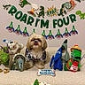 Archie is registered to the contest to win money with this photo: dog, birthday, cake, party, dinosaur, toys, couch, indoor, celebration, birthday_banner, festive, pet, small_dog, shih_tzu, costume, shirt, stuffed_animals, frosting, candles, portrait