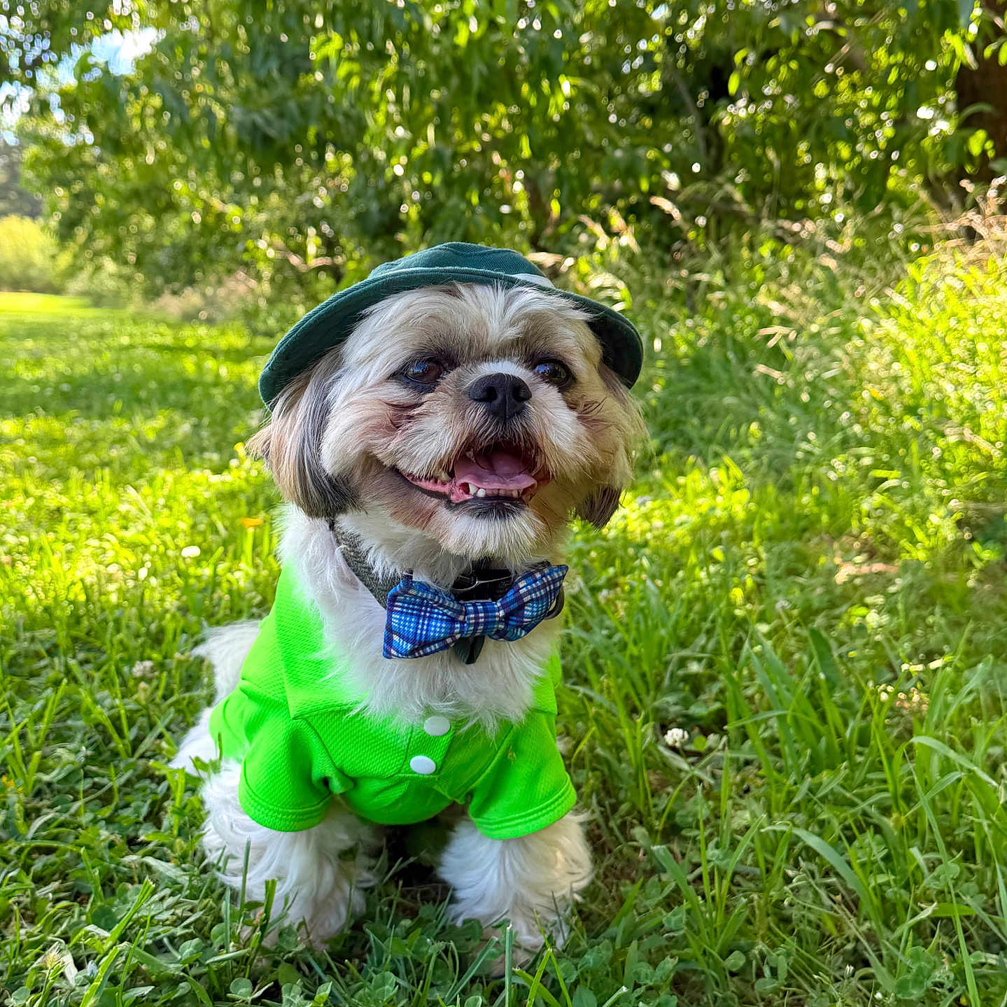 Archie joined the competition — help win amazing prizes! dog, pet, animal, outdoor, grass, garden, greenery, sitting, portrait, small_dog, fluffy, white_fur, brown_fur, hat, bow_tie, clothing, costume, happy, smiling, nature