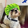 dog, small_dog, shih_tzu, pet, animal, green_shower_cap, grooming, bath_time, fluffy, long_fur, white_fur, brown_fur, black_nose, large_eyes, portrait, indoors, sitting, funny, colorful, close_up