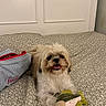 Archie joined the competition — help win amazing prizes! dog, small_dog, fluffy, shih_tzu, pet, animal, portrait, sitting, smiling, open_mouth, teeth, fur, bed, bedding, bedroom, door, plush_toy, fish_toy, pet_bag, indoors