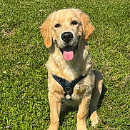Aïko a rejoint le concours — aidez-le/la à gagner de superbes lots ! animal, centered, cute, dog, fence, golden_retriever, grass, greenery, happy, harness, mountains, outdoor, pet, photography, portrait, puppy, sitting, sports_court, sunlight, tongue_out