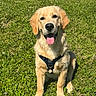 animal, centered, cute, dog, fence, golden_retriever, grass, greenery, happy, harness, mountains, outdoor, pet, photography, portrait, puppy, sitting, sports_court, sunlight, tongue_out