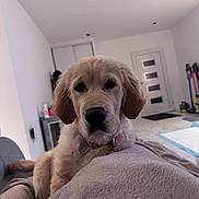 Aïko a rejoint le concours — aidez-le/la à gagner de superbes lots ! puppy, dog, golden_retriever, pet, indoor, blanket, cozy, fur, cute, animal, soft, living_room, floor, door, collar, domestic_animal, canine, resting, young, curious