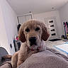puppy, dog, golden_retriever, pet, indoor, blanket, cozy, fur, cute, animal, soft, living_room, floor, door, collar, domestic_animal, canine, resting, young, curious