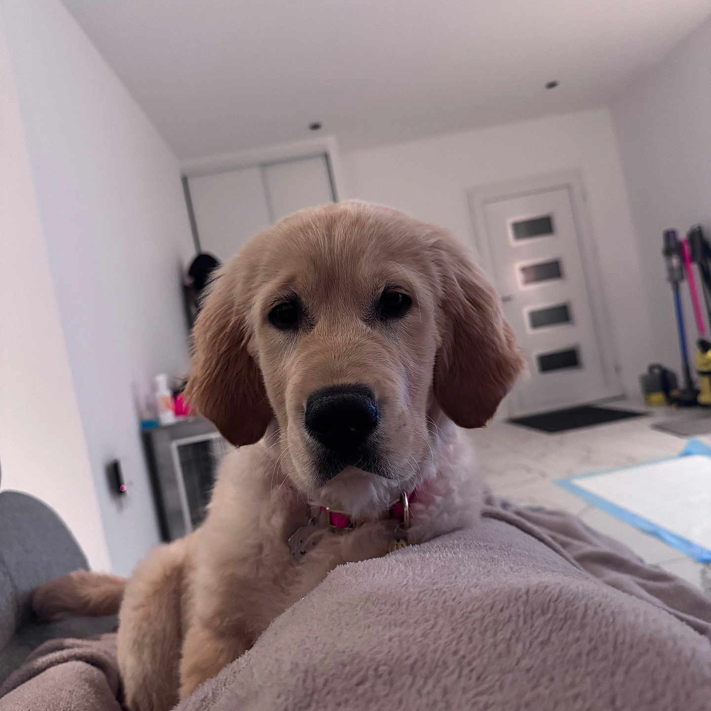 Aïko a rejoint le concours — aidez-le/la à gagner de superbes lots ! puppy, dog, golden_retriever, pet, indoor, blanket, cozy, fur, cute, animal, soft, living_room, floor, door, collar, domestic_animal, canine, resting, young, curious