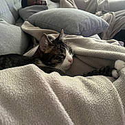 Simba a rejoint le concours — aidez-le/la à gagner de superbes lots ! animal, blanket, cat, comfort, couch, cozy, fur, furniture, home, indoor, living_room, nap, person, pet, pillow, relaxation, resting, sleeping, soft_texture, tabby_cat