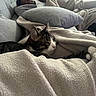 animal, blanket, cat, comfort, couch, cozy, fur, furniture, home, indoor, living_room, nap, person, pet, pillow, relaxation, resting, sleeping, soft_texture, tabby_cat
